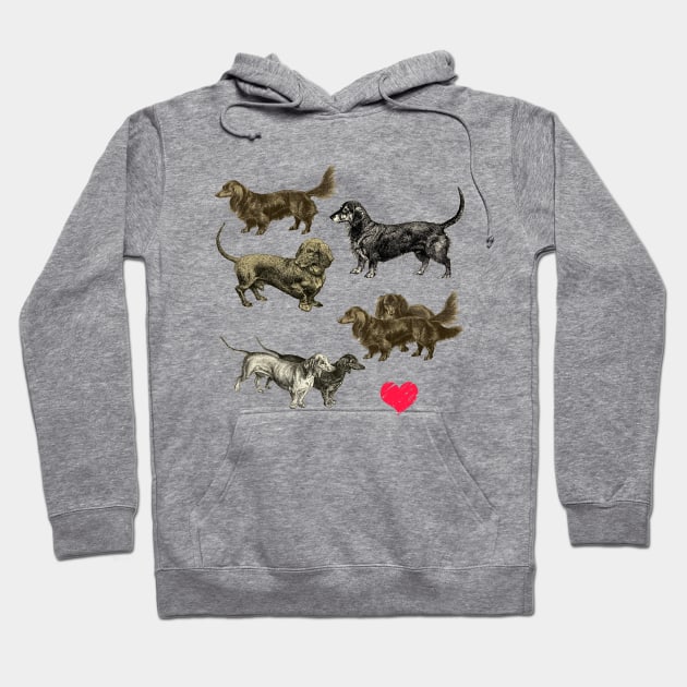 I LOVE DACHSHUNDS Hoodie by Biophilia